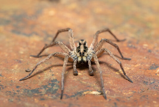 A beautiful Burrowing Wolf Spider (Family Lycosidae) camouflaged against a rock surface, KwaZulu-Natal, South Africa