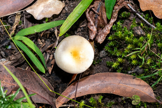 Clitocybe species mushroom