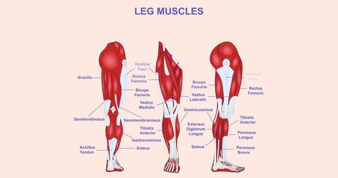 Leg muscle anatomy. Medical diagram showing anatomical structure of thigh and calf muscles from front, side and back views. Educational biology scheme. Flat graphic animated cartoon