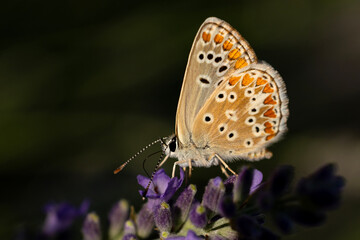 butterfly on a flower © Mehmet
