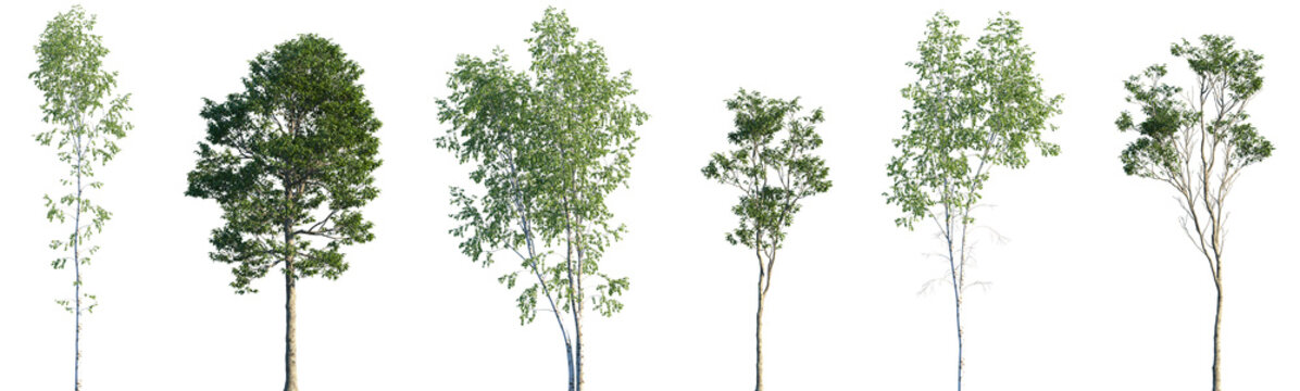 Set of Betula pendula and Castanea sativa frontal set street trees isolated png on a transparent background perfectly cutout