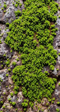 close-up of rough stone surface covered in green moss and tiny water droplets, soft diffused natural light, detailed moss and rock textures, fresh and earthy feeling
