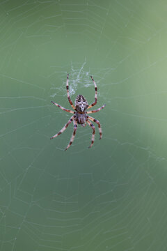 ​Orbweaver Spider (Araneus angulatus / Araneus circe) on Web in Summer.