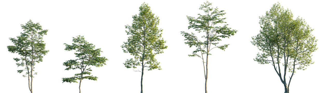 Set of Carpinus betulus and Alnus rubra frontal set street trees isolated png on a transparent background perfectly cutout	