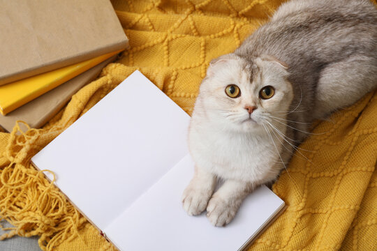 Adorable scottish fold cat resting on open notebook with books and yellow blanket, cozy home comfort scene