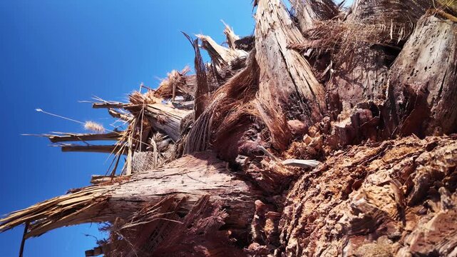 Detailed close-up shot revealing the rough and fibrous texture of a palm tree trunk, with its intricate brown patterns set against a vivid and clear blue sky on a bright, sunny day