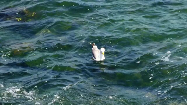 White Seagull Floating On Green Sea Water Surface. Shoreline Fauna