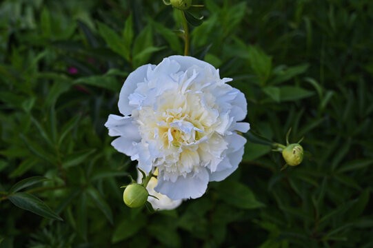 The peony lactiflora 'Duchesse de Nemours' features large white double petals with a creamy center. Viewed from above, close-up, soft focus.
