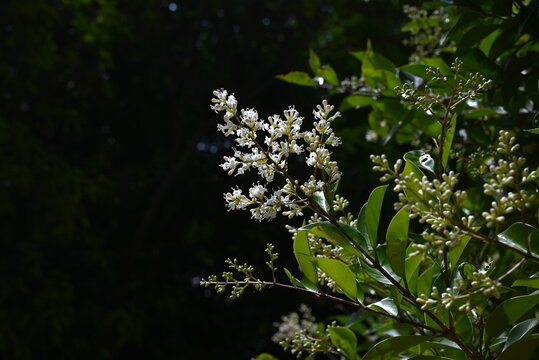 Japanese privet (Ligustrum japonicum). Oleaceae evergreen shrub. The difference from Chinese privet is that the fruit is oval-shaped and the leaf veins are not visible through the leaves.