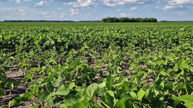Young soybean shoots in a farm field under a summer sky. Close-up of a green soybean plant in an agricultural field. Soybean crops in the early stages of growth, farmland. Healthy soybean leaves