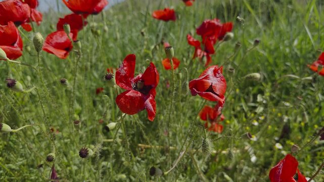 Red Poppy Flowers Blooming In Green Grass Field. Vibrant Wild Poppies Swaying In Meadow