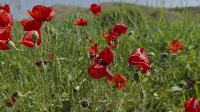 Red Poppy Flowers Blooming In Green Grass Field. Wild Poppies Meadow In Summer