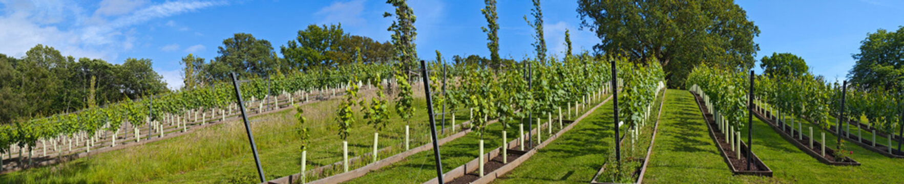 europe, UK, England, Sussex, vineyard panorama near petworth