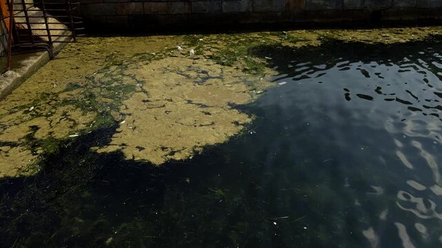 Dirty Water Surface Covered With Green Algae And Floating Trash.  Waste Contamination In Urban Canal.  Ecological Catastrophe
