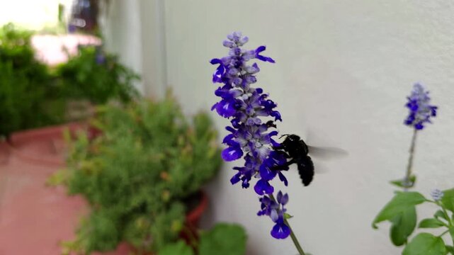 Large Black Carpenter Bee Flying Near Purple Salvia Flower. Insect Pollinating  Blossom