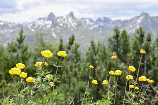 yellow flowers in the mountains