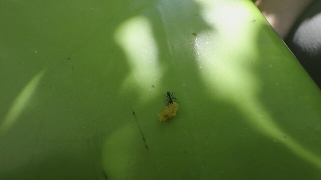 Small Ant Carrying Piece Of Yellow Food On Bright Green Surface. Insect Moving Food Crumb