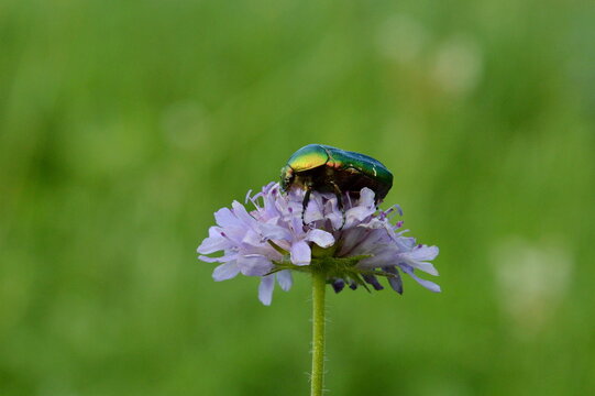 Macro of a shiny metallic green rose chafer beetle on a purple wild flower