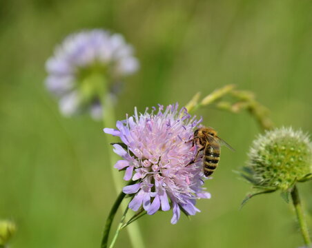 Macro of a honey bee pollinating a purple wild scabious flower in a green summer meadow