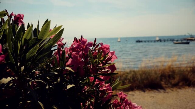 Pink Oleander Flowers In Green Bush On Coast. Marine Shore Landscape