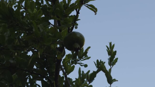 Unripe Green Pomegranate Fruit Growing On Tree Branch. Organic Orchard Garden 