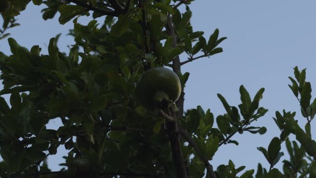 Unripe Green Pomegranate Fruit Hanging On Tree Branch With Dense Leaves. Growing Exotic Plant