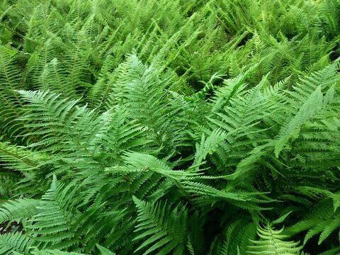 Fern leaves, Polypodiopsida or Polypodiophyta, in the park.