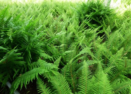 Fern leaves, Polypodiopsida or Polypodiophyta, in the park.