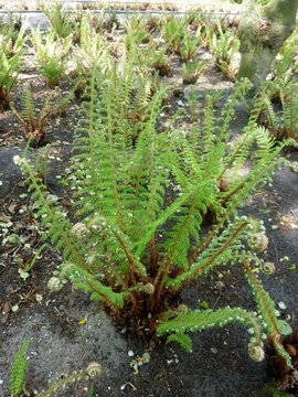 Fern leaves, Polypodiopsida or Polypodiophyta, in the park.