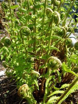 Fern leaves, Polypodiopsida or Polypodiophyta, in the park.