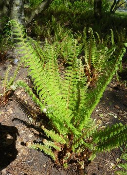 Fern leaves, Polypodiopsida or Polypodiophyta, in the park.