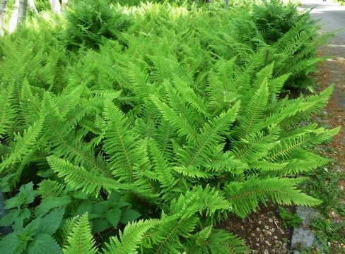 Fern leaves, Polypodiopsida or Polypodiophyta, in the park.
