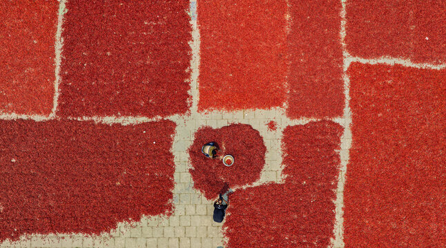Aerial view of red chili peppers spread out to dry on a paved surface with workers tending to the harvest in Bogura, Rajshahi Division, Bangladesh.