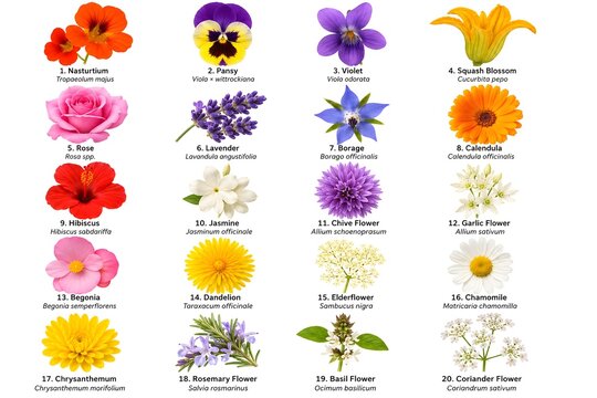 Catalog of edible flowers isolated 