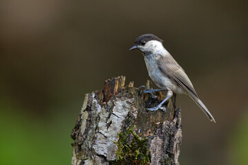 czarnogłówka (Poecile montanus) © Grzegorz