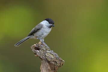 czarnogłówka (Poecile montanus) © Grzegorz