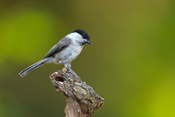 czarnogłówka (Poecile montanus) © Grzegorz
