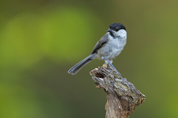 czarnogłówka (Poecile montanus) © Grzegorz