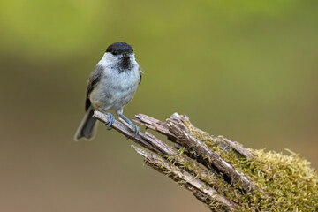 czarnogłówka (Poecile montanus) © Grzegorz
