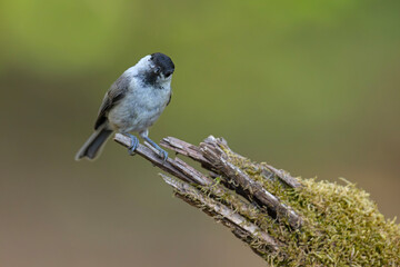 czarnogłówka (Poecile montanus) © Grzegorz