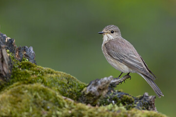 muchołówka szara (Muscicapa striata) © Grzegorz