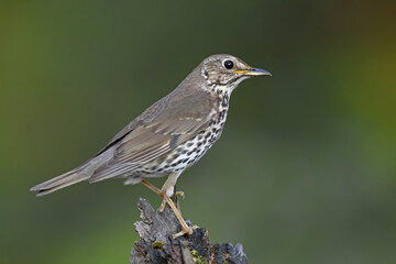 Śpiewak (Turdus philomelos) © Grzegorz