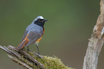 Pleszka (Phoenicurus phoenicurus) © Grzegorz