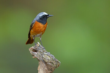 Pleszka (Phoenicurus phoenicurus) © Grzegorz