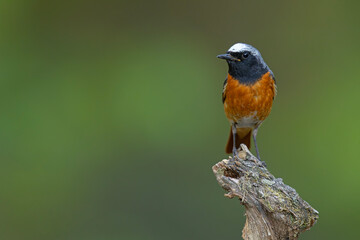 Pleszka (Phoenicurus phoenicurus) © Grzegorz