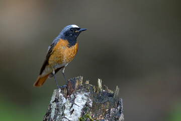 Pleszka (Phoenicurus phoenicurus) © Grzegorz