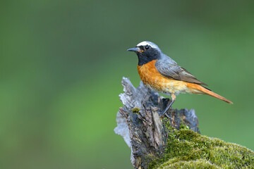 Pleszka (Phoenicurus phoenicurus) © Grzegorz