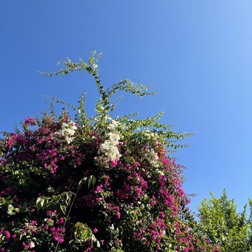 tree in bloom