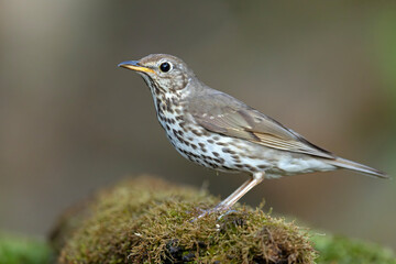 Śpiewak (Turdus philomelos) © Grzegorz