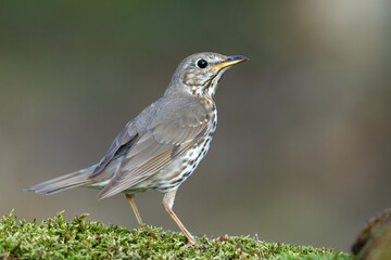 Śpiewak (Turdus philomelos) © Grzegorz